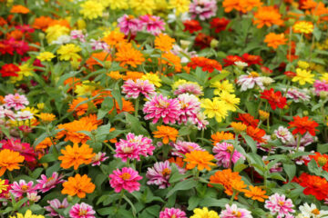 zinnia