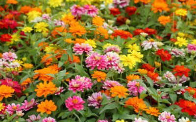 zinnia