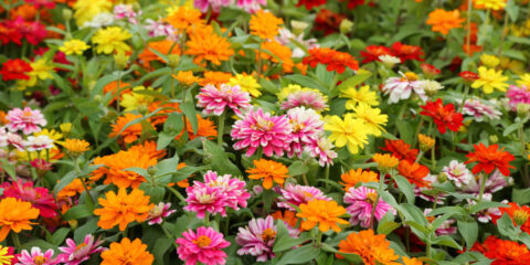 zinnia