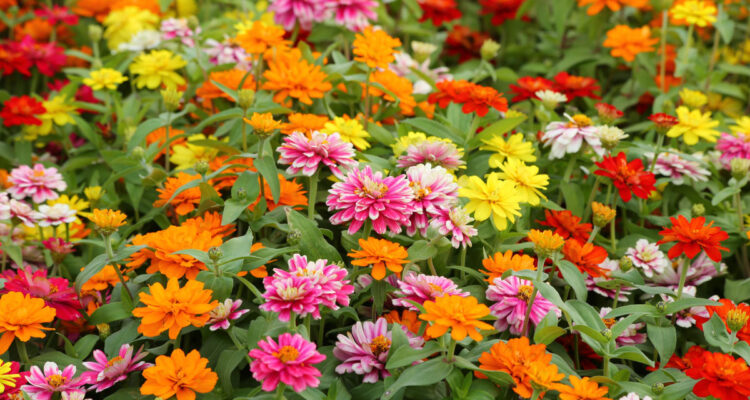 zinnia