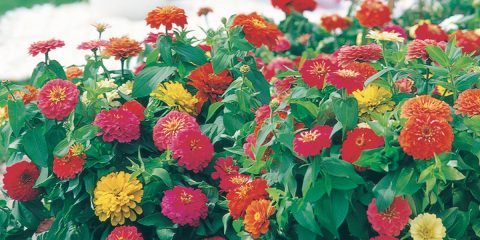 zinnia