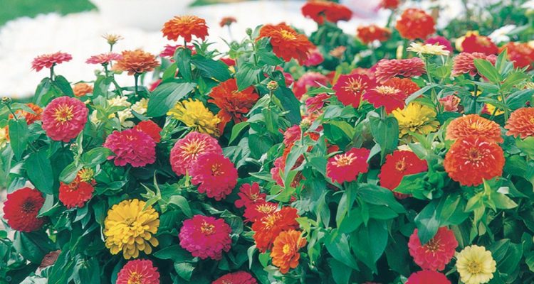 zinnia