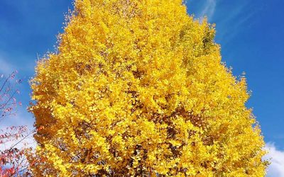 ginkgo biloba