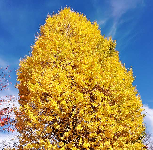 ginkgo biloba