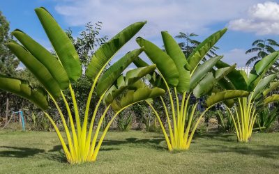 banano