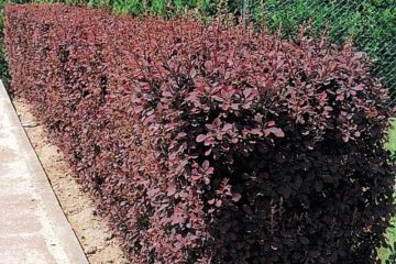 berberis