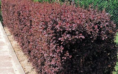 berberis