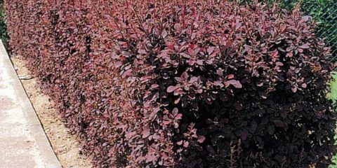 berberis