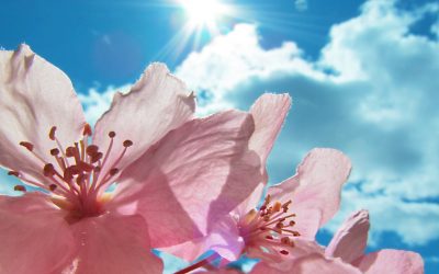 fiori che resistono al sole