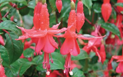 fuchsia