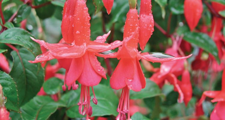 fuchsia