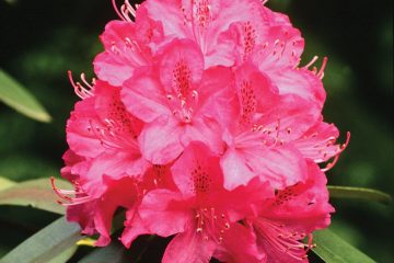 rododendro fiore