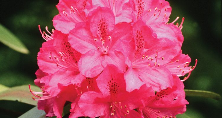 rododendro fiore