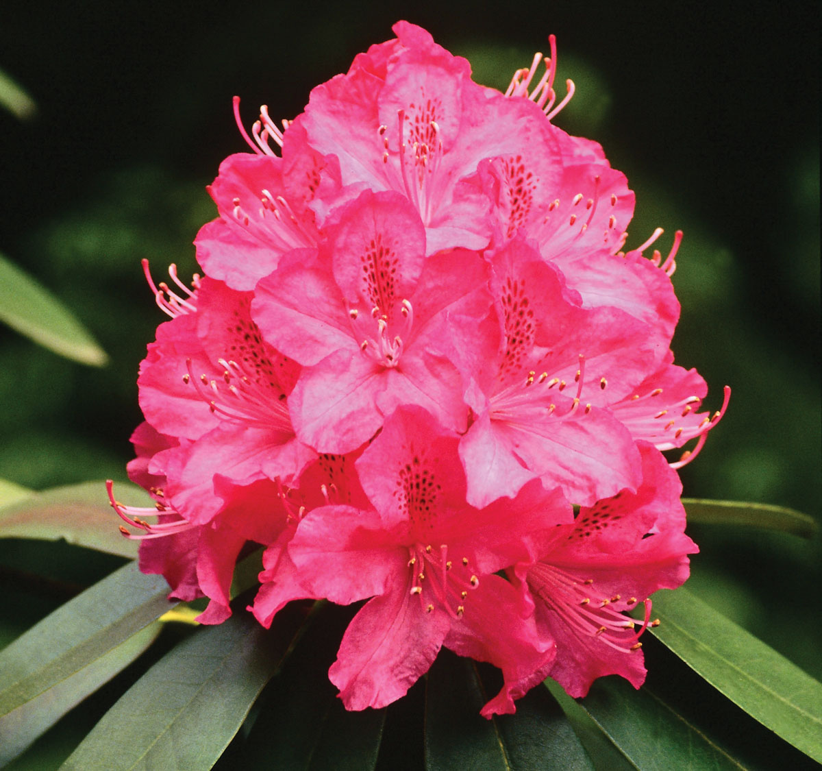 rododendro fiore