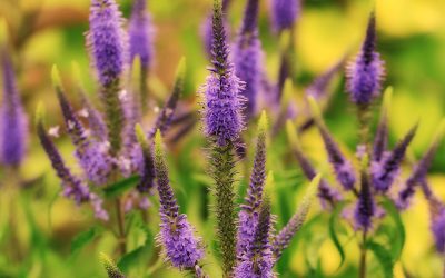veronica pianta