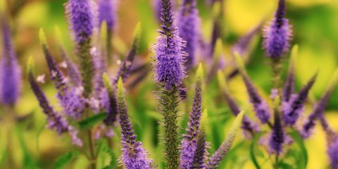 veronica pianta