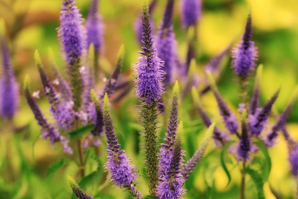 veronica pianta