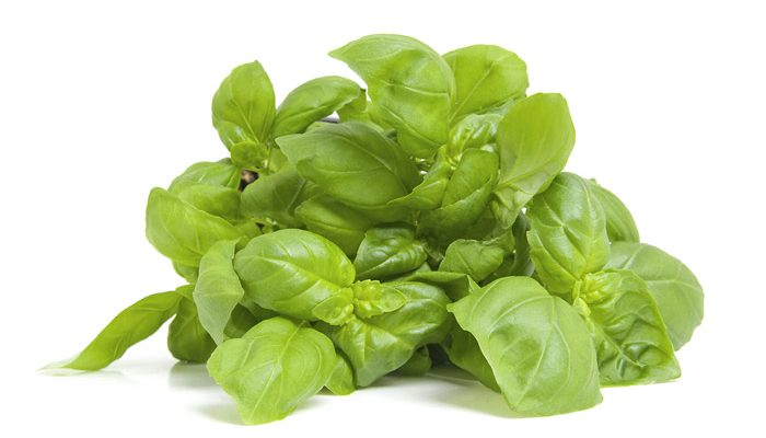basilico