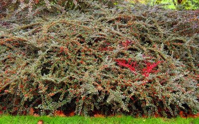 cotoneaster