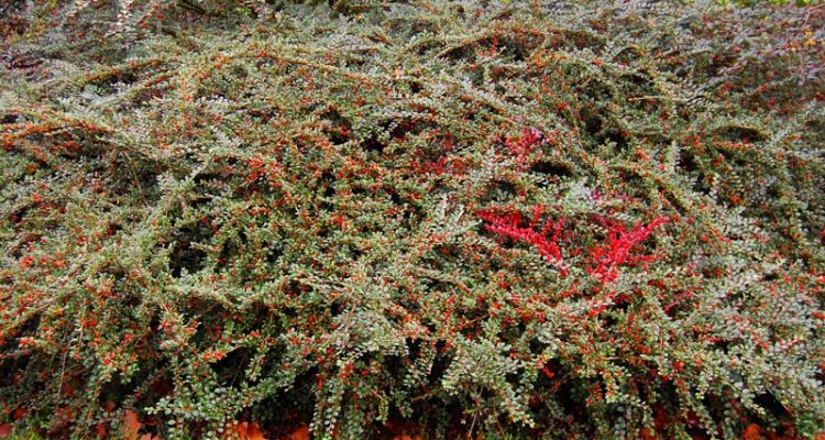 cotoneaster