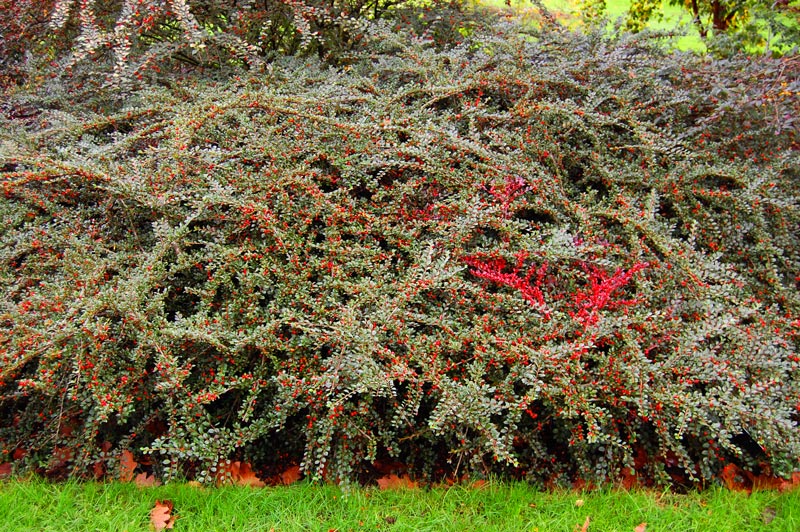 cotoneaster