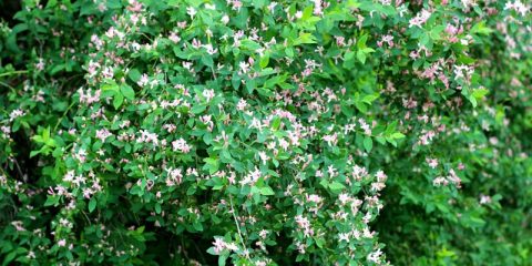 lonicera