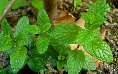 menta