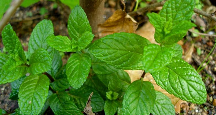 menta
