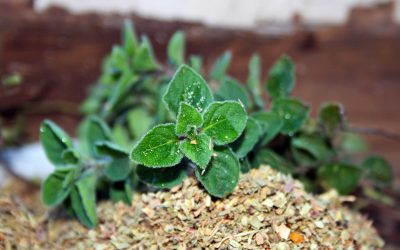 origano