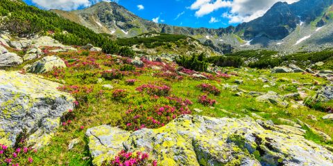 piante alpine