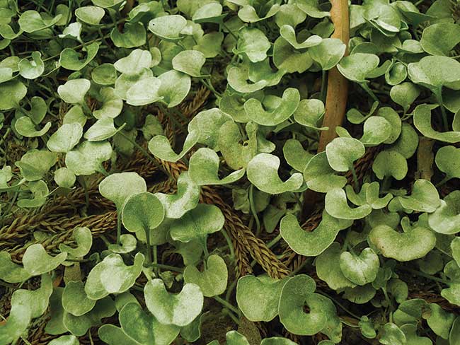 Dichondra 