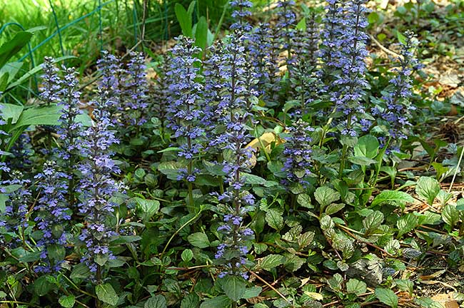 ajuga