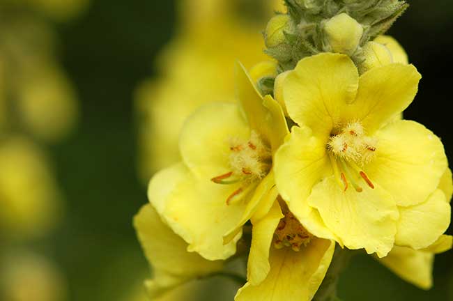 oenothera (Oenothera)