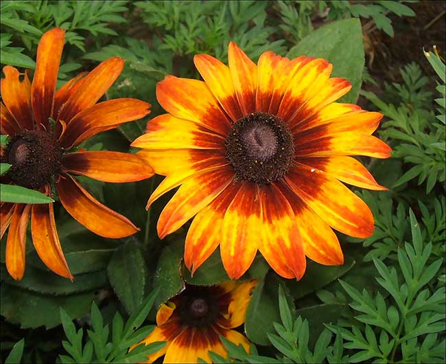 rudbeckia