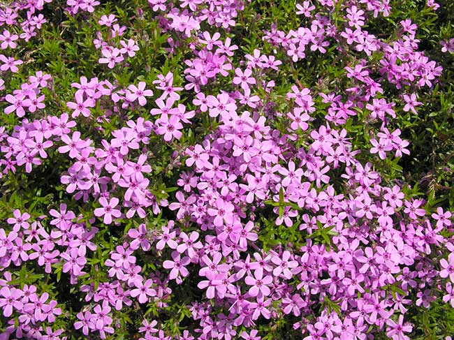 phlox