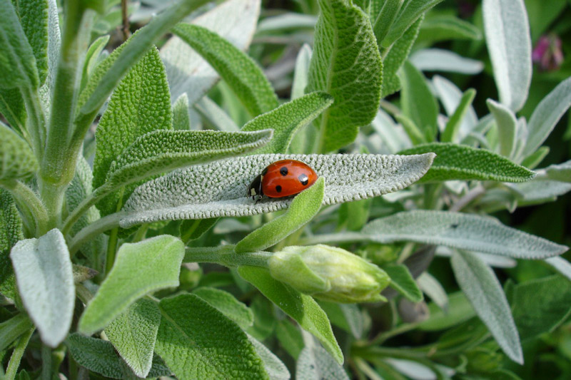 salvia