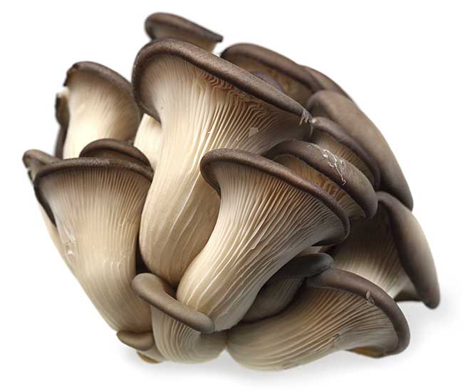 pleurotus ostreatus