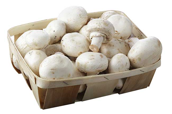 champignon