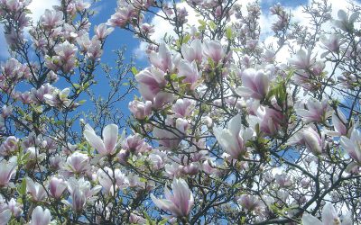 magnolia