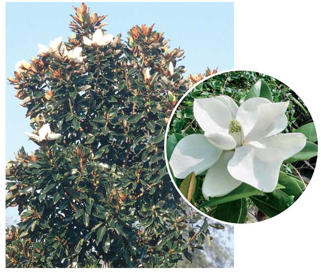 Magnolia | Coltivazione, varietà e propaggine - Giardinaggio, fiori,  animali e centinaia di articoli passo passo!