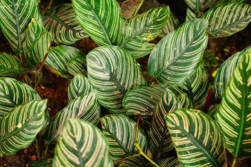 maranta