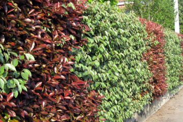 photinia