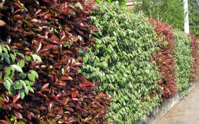 photinia