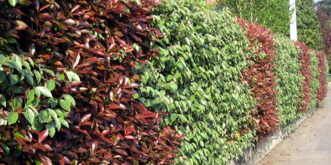 photinia