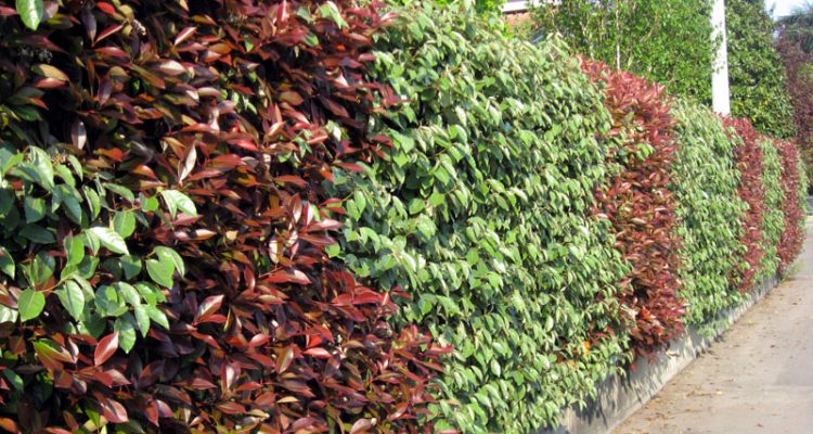 photinia
