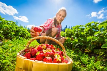 riproduzione fragole