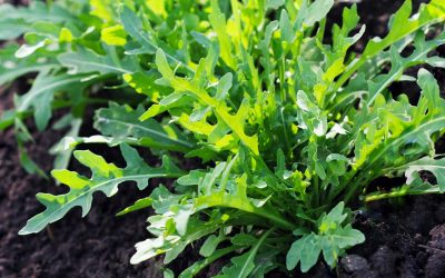 rucola