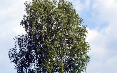 betulla