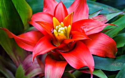 bromelia
