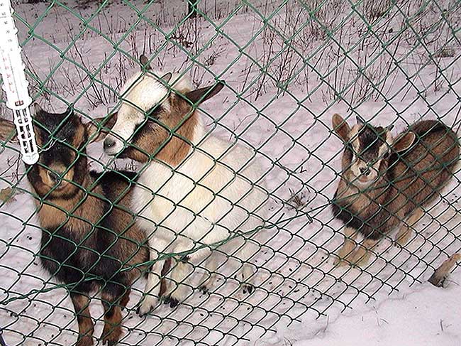 allevamento caprette tibetane